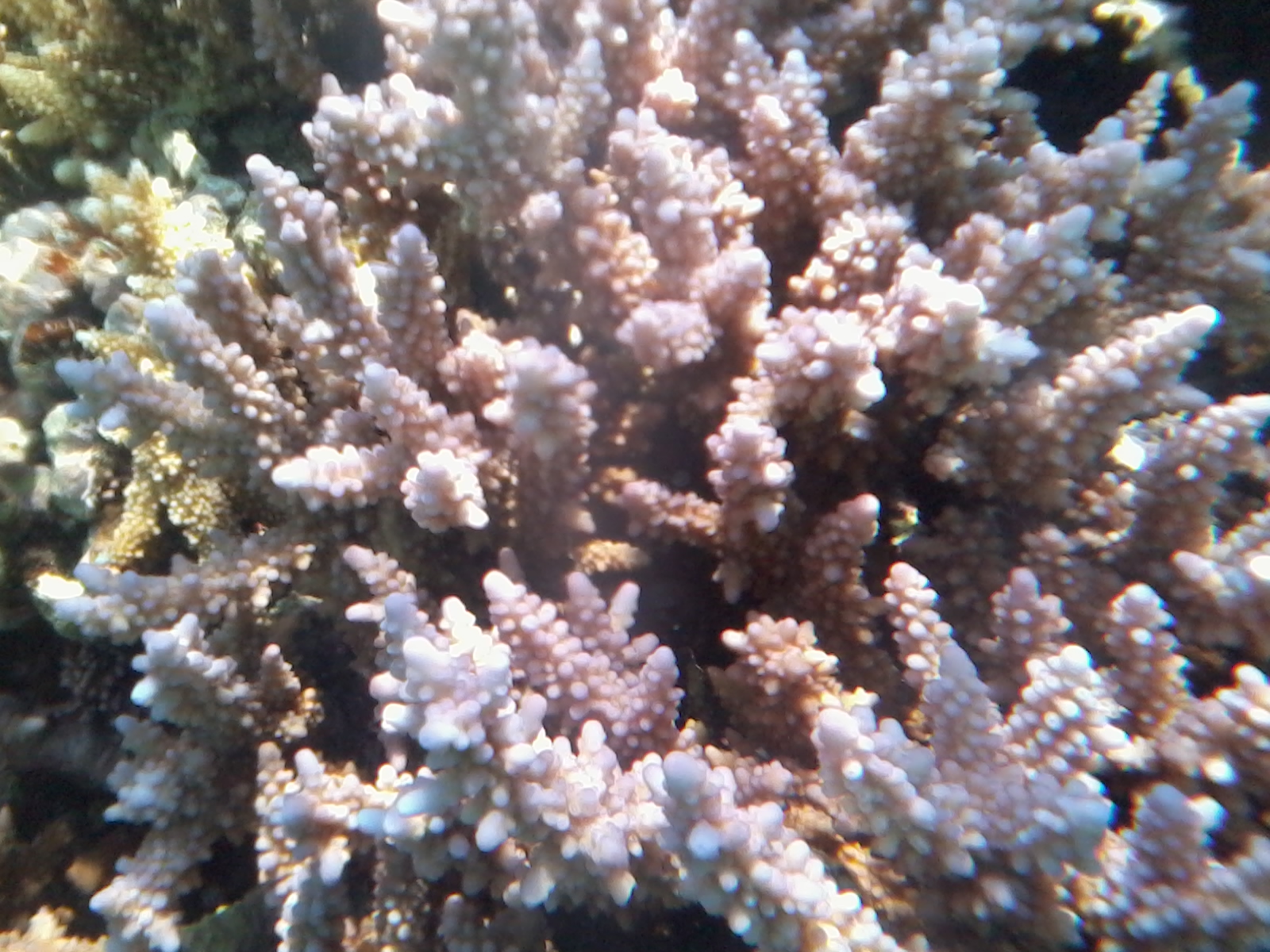 acropora1